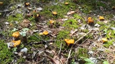 Ormanda Chanterelle mantarı. Sarı Chanterelleler ağaçta yetişiyor. Orman kantarellerle dolu. Birçok chanterelle mantarı bir orman açıklığında yetişir. Yiyecek malzemesi.