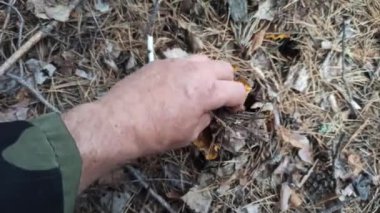 Erkek el ormanda mantar mantarı gösteriyor. Chanterelle mantarları yosun ve kuru yaprakların altına saklanır. Sonbaharda mantar koleksiyonu. El ile Chanterelle 'i bulmak. Sonbaharda mantar topluyorum.