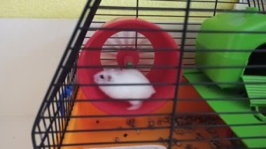 Beyaz hamster evinde saklanıyor. Hücredeki hamster. Küçük beyaz hamster. Yaklaş. Evcil hayvan evde yaşıyor. Koşan eğlenceli hayvanlar