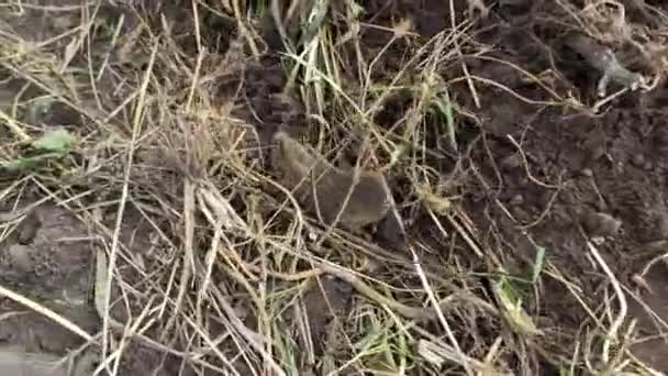 植物園の草の中を走るマウス 庭を走る灰色のマウス 小さなげっ歯類の庭害虫 フィールドの動物 田畑の害虫 — ストック動画