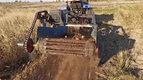 Processen För Att Gräva Färsk Ekologisk Potatis Grönsaker Fält Marken — Stockvideo