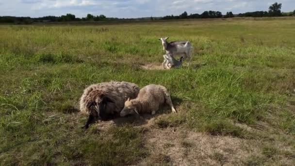 羊和山羊在牧场上吃草 草上的农场动物 农场里的动物和它们的宝宝 — 图库视频影像