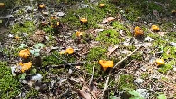 Ciuperci Chanterelle Pădure Canterelele Galbene Cresc Lemn Lama Pădurii Plină — Videoclip de stoc