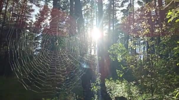 Pajęcza Sieć Słonecznych Promieniach Lesie Światła Słoneczne Porannym Lesie Dom — Wideo stockowe