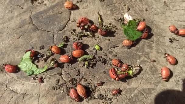 Colorado Käfer Kriecht Auf Hölzerner Oberfläche Kartoffelkäferlarven Krabbeln Der Oberfläche — Stockvideo
