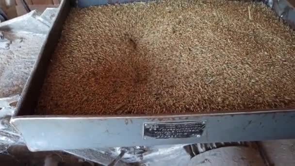 穀倉への小麦の穀物の積み込み 小麦粉用小麦の加工 小麦の穀物は工場の漏斗に消えます 食品産業 工場での小麦粉生産 製造設備 — ストック動画