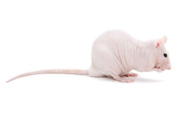 beyaz zemin üzerinde fare Sfenks