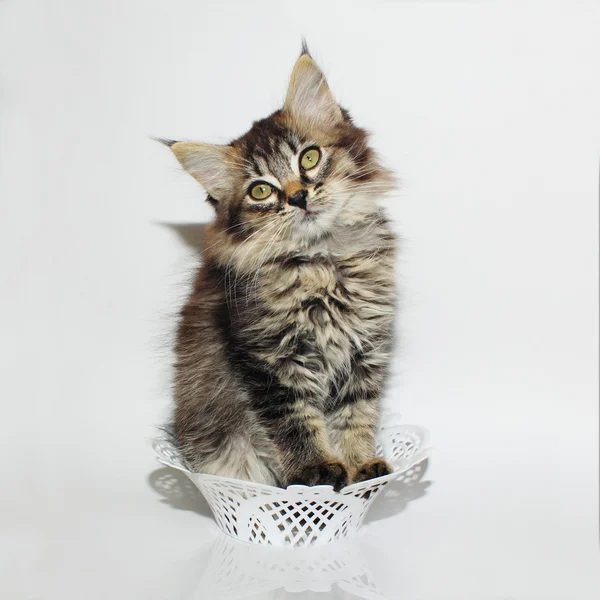 Schattig grijs kitty — Stockfoto