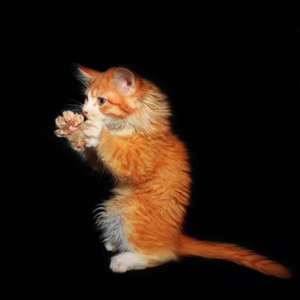 Red kitty — Stock Photo, Image