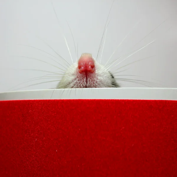 The protruding out of the box nose decorative rat — Stock Photo, Image