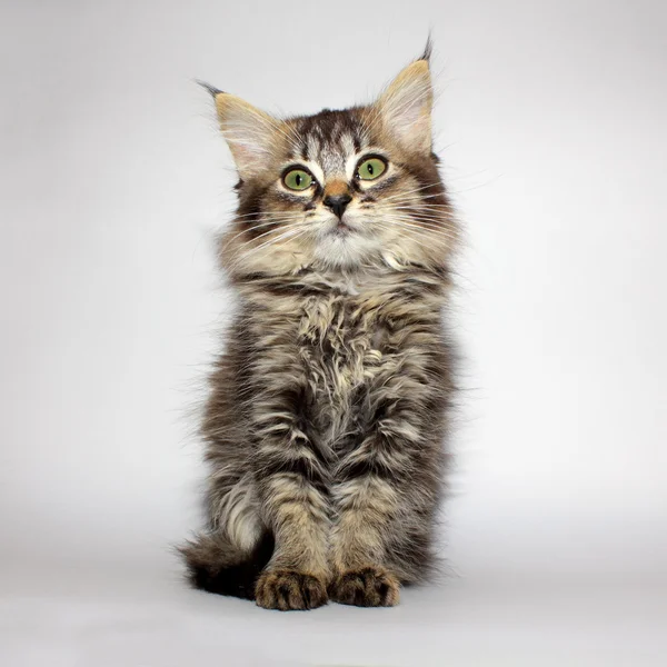 A beautiful sitting kitty — Stock Photo, Image