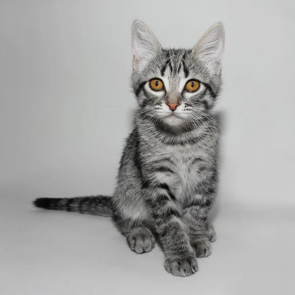 Schattig triest weinig kitty — Stockfoto