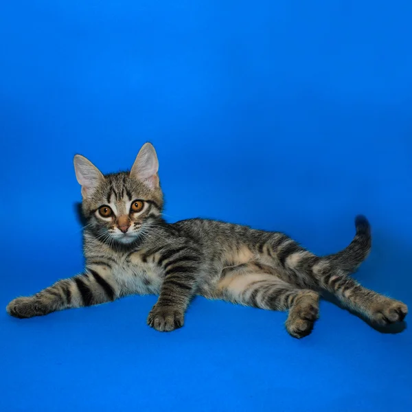 회색 작은 고양이 — 스톡 사진