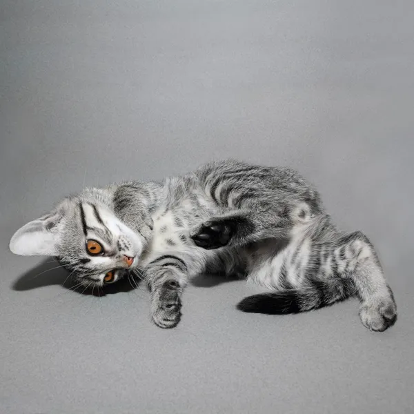 Carino piccolo gattino — Foto Stock