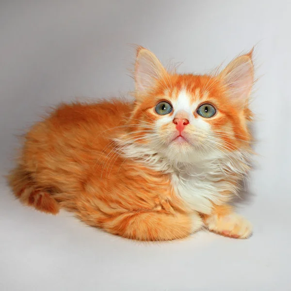 Cute red kitty boy — Stock Photo, Image