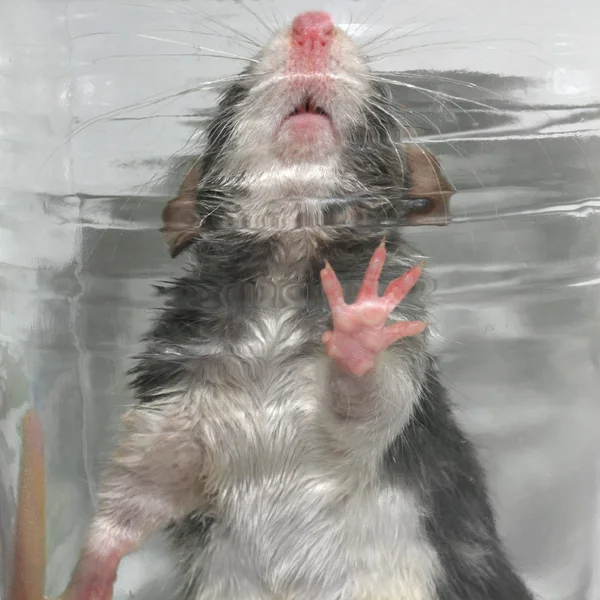 Rato bonitinho — Fotografia de Stock