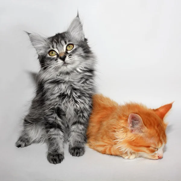 Twee schattige kleine kitty — Stockfoto