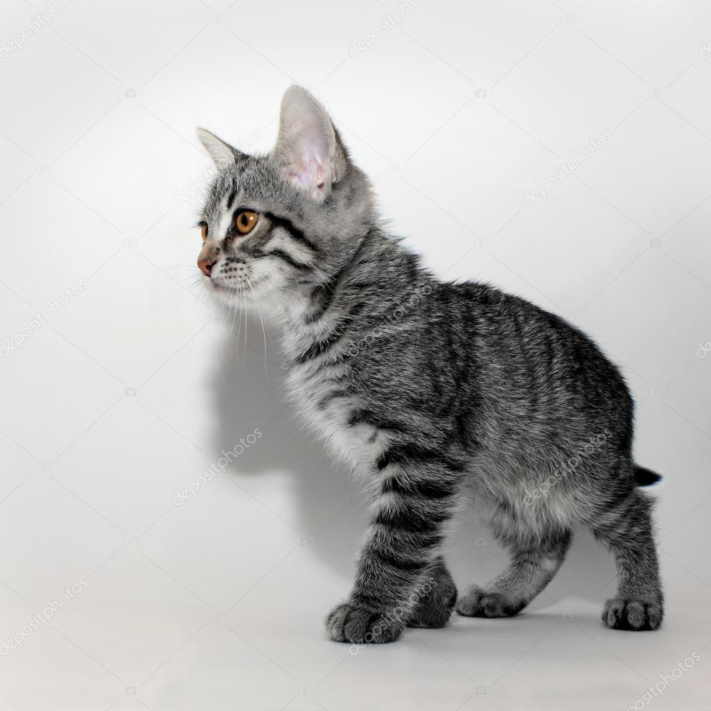 roztomilý kočička obrázek kompilace stříkání cytherie