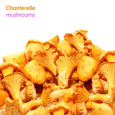 Cantharellus cibarius mantar