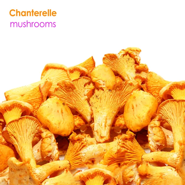 Chanterelle mushrooms — Stock Photo, Image