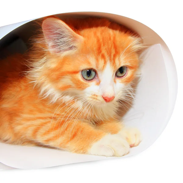 Cute red kitty boy — Stock Photo, Image