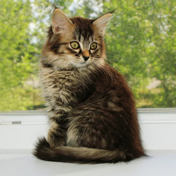 Schattige kleine kitten — Stockfoto