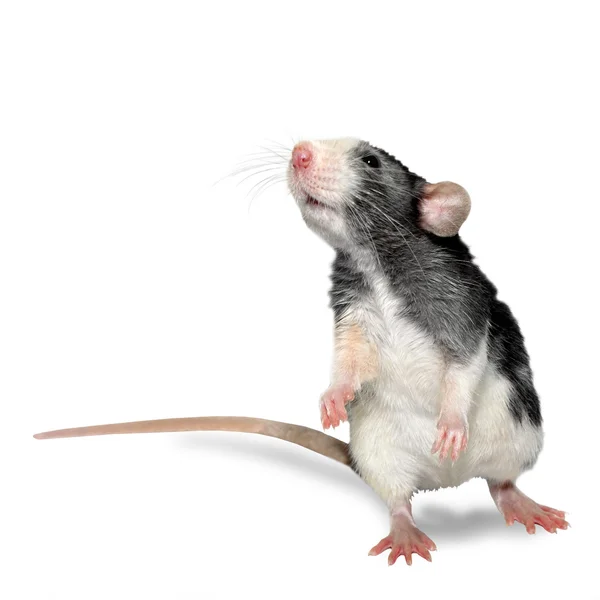 Dekoratív patkány — Stock Fotó