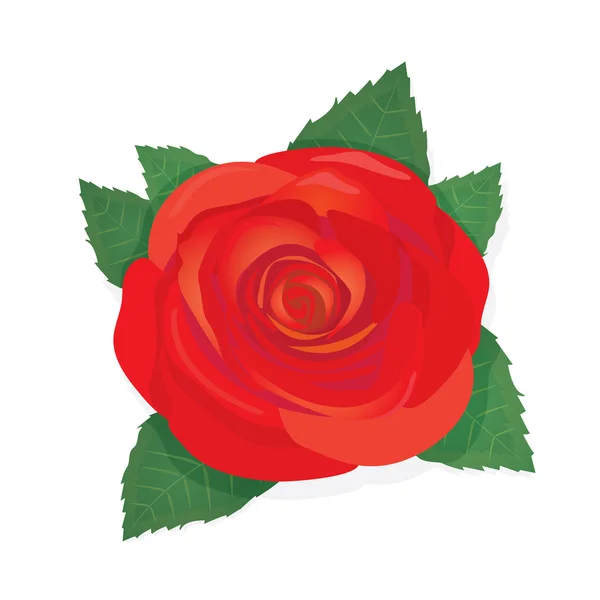 Vector red rose flower background. — Stock Vector