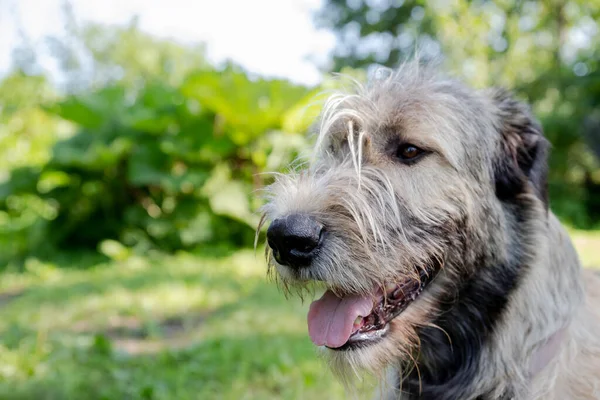 Um belo cão de lobo irlandês bege com boa expressão na cabeça em um jardim — Fotografia de Stock