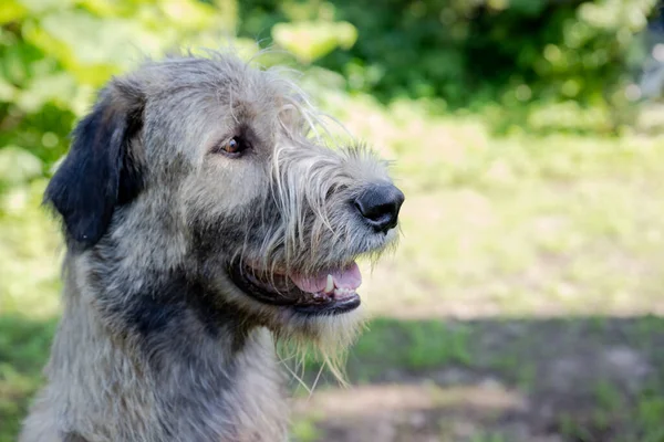 Um belo cão de lobo irlandês bege com boa expressão na cabeça em um jardim — Fotografia de Stock