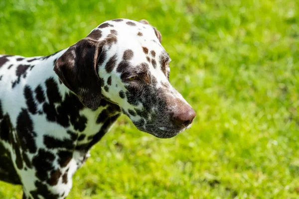 Retrato de um dálmata engraçado em meadow.dalmatian cão com manchas marrons. animais de estimação de raça pura de 101 dalmatian filme com cara engraçada ao ar livre em tempo de verão ensolarado quente com fundo verde. — Fotografia de Stock