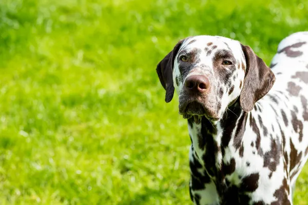 Portret zabawnego dalmatyńczyka na meadow.dalmatyńskiego psa z brązowymi plamkami. zwierzęta czystorasowe z 101 dalmatyńskiego filmu z zabawną twarzą na świeżym powietrzu w gorącym słonecznym czasie letnim z zielonym tłem.Kopiuj przestrzeń — Zdjęcie stockowe