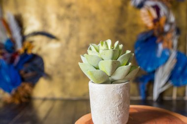 Oda çiçekli kaktüs. Ev dekorasyonu ve ağaç aşığı kavramı. Beton kaplar çok az..