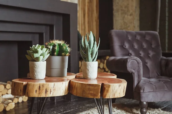 Cactus with houseplants in room. Home decor and tree lover concept.Concrete pots minimal style.Scandinavian room interior with plants composition in design and hipster pots — Stock Photo, Image