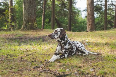 Dalmaçyalı köpek çimenlerde yatıyor. Tatlı köpek yavrusu yeşil bir çayırda yatıyor. Köpekler dışarıda yürüyor. Köpek ormanda eğleniyor, çimlerde oynuyor. Boşluğu kopyala