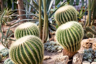 Golden Barrel Kaktüsü. Echinocactus, Cereus ve tropikal bir seradaki diğer kaktüsler. Meksika 'dan Echinocactus grusonil cactaceae.