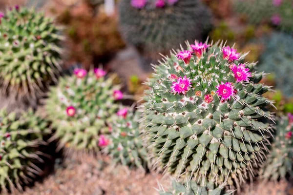 Golden Barrel Cactus.Echinocactus, Cereus e muitos outros cactos numa estufa tropical. Echinocactus grusonil cactaceae do México — Fotografia de Stock