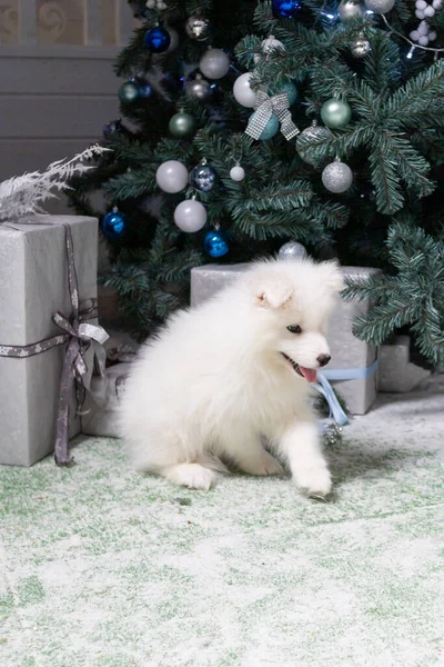Cachorro de perro Samoyedo pura sangre blanca. Vacaciones de invierno, lindo cachorro pequeño, perro husky samoyed. Casa de vacaciones retrato. Invierno familia animal. — Foto de Stock