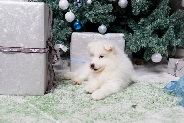 White thoroughbred Samoyed dog puppy. Winter holidays, cute small puppy,samoyed husky dog. Portrait holiday home. Winter family animal. — Stock Photo, Image