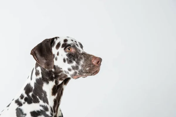 Dalmatinerhund, der in die Kamera schaut. Schöner Dalmatinerhund, der auf isoliertem weißem Hintergrund sitzt. Hund sieht richtig aus. Profil eines großen Hundes. Kopierraum Stockbild