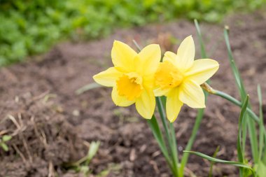 Çiçek açan sarı nergis. Güneşli bir günde arka planda bulanık bir çiçek. İlk bahar çiçekleri. beyaz nergisli çiçek tarhı yeşil yapraklı çiçekler