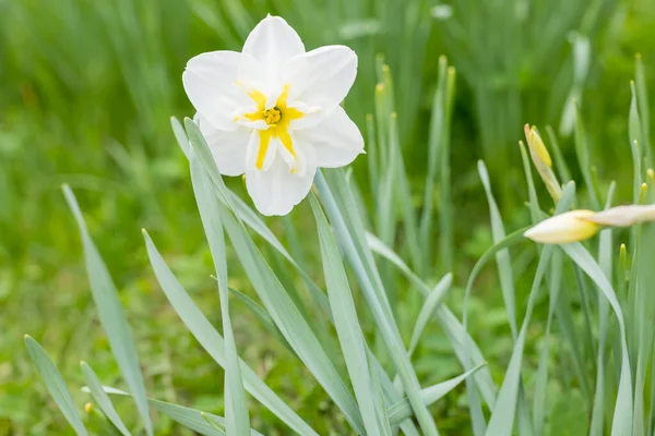 Blooming white yellow daffodil. Flower on a blurred background on a sunny day. First spring flowers. flower bed with white daffodils flowers with green leaves — Fotografia de Stock