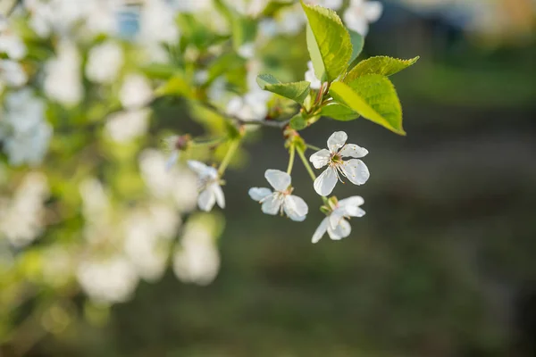 Ovocné větvičky s kvetoucími bílými a růžovými okvětními lístky v jarní zahradě.Přírodní zázemí, letní zázemí, mladé listy, jablečný sad, jabloně v květu — Stock fotografie