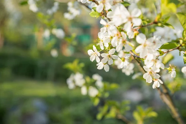 Fruktträd kvistar med blommande vita och rosa kronblad blommor på våren trädgården.naturlig bakgrund, sommar bakgrund, unga blad, äpple fruktträdgård, äppelträd i blom — Stockfoto