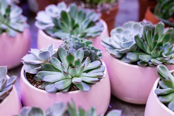 Mode Desain kaktus closeup pemandangan depan yang lezat dalam panci keramik ungu dengan ruang fotokopi. Cacti Minimal musim panas masih hidup konsep. Trendy Bright Warna. neon Mood pada latar belakang ultra Violet. — Stok Foto