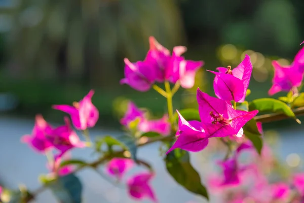 Blumen Bougainvillea tropischen Busch im Garten vor blauem Himmel. Leuchtend schöne rosa lila Zierpflanze Bougainvillea glabra, die in den Tropen weit verbreitet ist. — Stockfoto