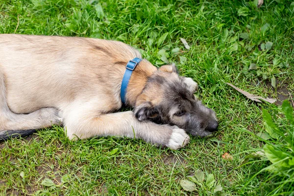Retrato de uma raça de cães Irish Wolfhound em um verão natureza park.puppy Irish wolfhound sorrindo e deitado no prado, gramado no verão.Bonito animal de estimação grande na natureza. — Fotografia de Stock