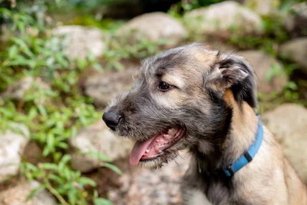 Πορτρέτο ενός σκύλου φυλή ιρλανδικό Wolfhound σε ένα καλοκαιρινό πάρκο φύσης.κουτάβι ιρλανδικό Wolfhound χαμογελά και βρίσκεται στο λιβάδι, γκαζόν το καλοκαίρι.Χαριτωμένο μεγάλο κατοικίδιο ζώο στη φύση. — Φωτογραφία Αρχείου