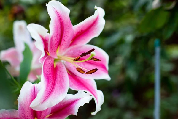 티거 릴리의 정원에 있는 아름다운 꽃들. 드롭 드롭으로 호랑이 릴리를 클로즈업 . 아시아 백합이나 호랑이 릴리의 맛 아마존강 향기 스톡 사진