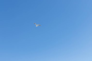 Açık mavi gökyüzünde uçan martı ve güneş ışığı. Gökyüzünde uçan. Mavi gökyüzünde süzülen bir martı sürüsü. Uçan bir kuş. Özgürlük konsepti olarak uçan martı, kuş izleme ve koruma.